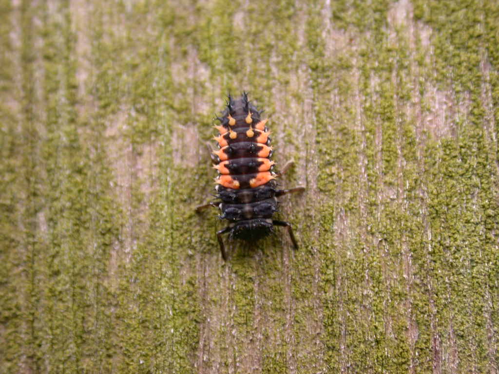 Larva di coccinella Harmonia axyridis